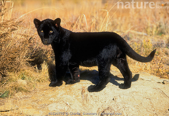 Black 2024 panther kitten