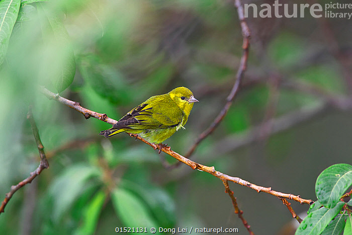標本 Tibet Tettigoniidae sp. 29mm 標本 Tibet Tettigoniidae sp. 29mm 標本 Tibet Tettigoniidae sp