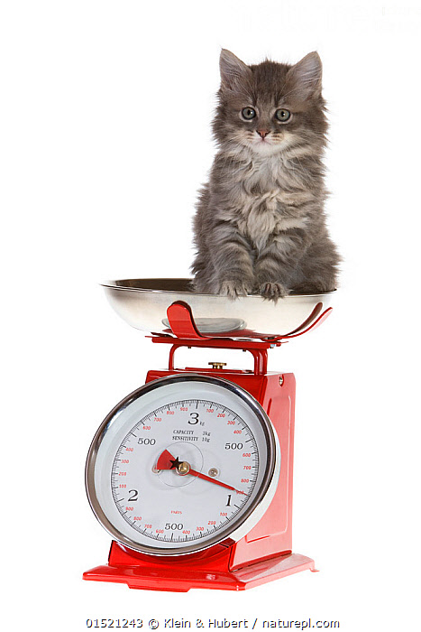 Kitten On The Scales Isolated Stock Photo - Download Image Now - Weight  Scale, Kitten, Paw - iStock