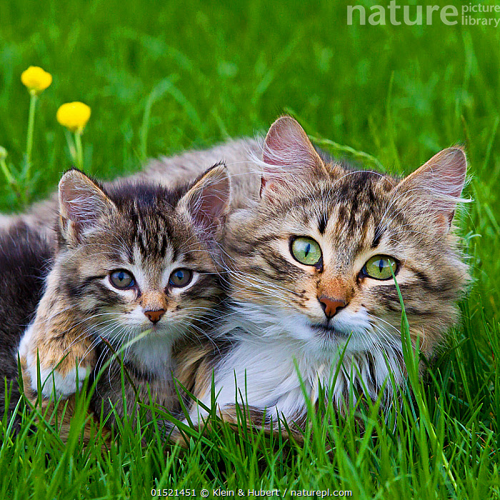 Nature kitten cheap