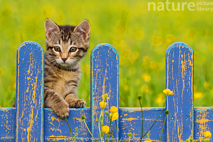 Stock photo of Tabby and white kitten (age 2 and a half months) on blue fence in garden…. Available for licencing on www.naturepl.com