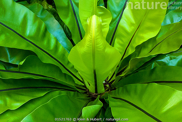 Stock photo of Bird nest fan (Asplenium nidus) Madagascar.. Available ...