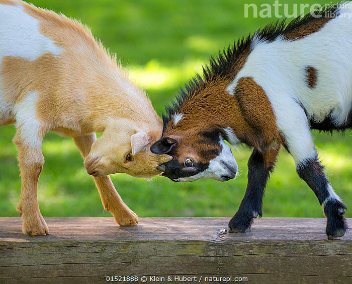 Stock photo of Two pygmy goat kids play fighting, head butting, on a