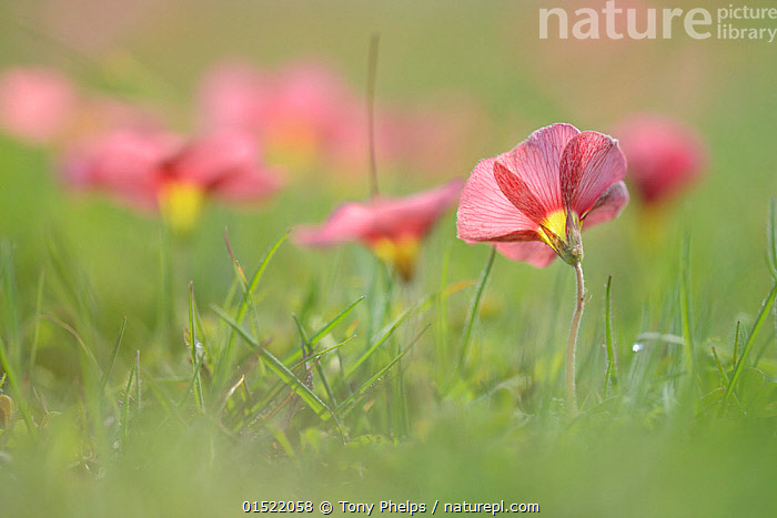 Stock photo of Yellow-eyed sorrel (Oxalis obtusa) DeHoop Nature Reserve ...