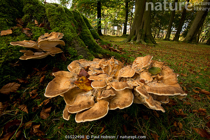 Stock photo of Giant polypore fungus (Meripilus giganteus) on dead tree ...