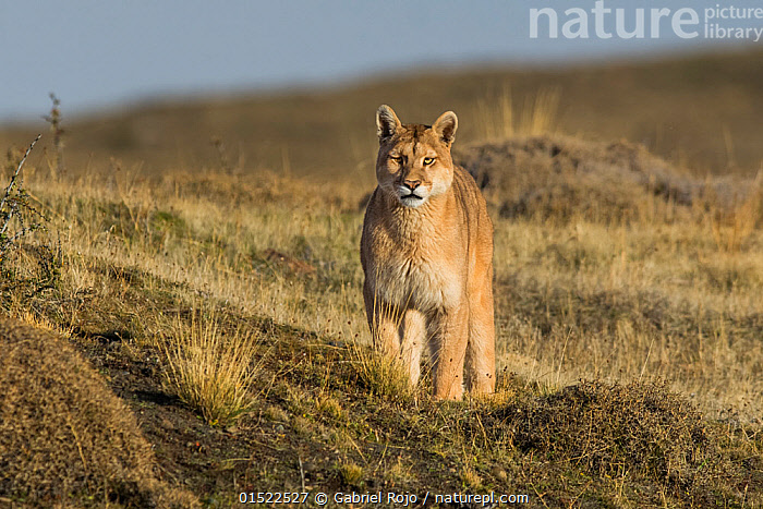 Stock photo of Puma (Puma concolor) in high altitude habitat, Torres