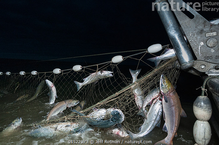Stock photo of Fishermen hauling in Sockeye salmon (Oncorhynchus nerka) in gill  net onto…. Available for sale on