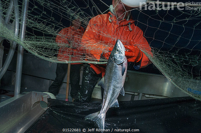 Stock photo of Fisherman untangling Sockeye salmon (Oncorhynchus nerka)  from drift gill…. Available for sale on