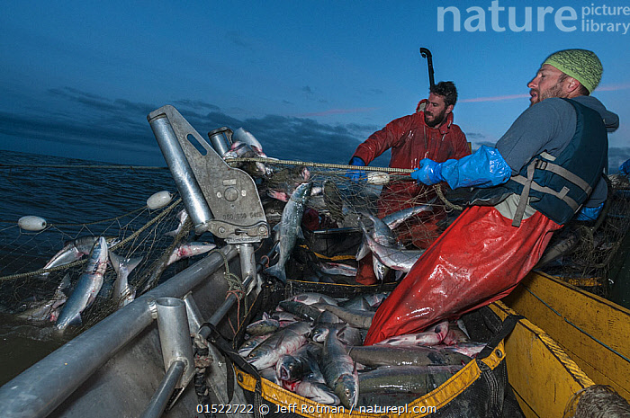 Stock photo of Fishermen haul in set gill net whilst fishing for