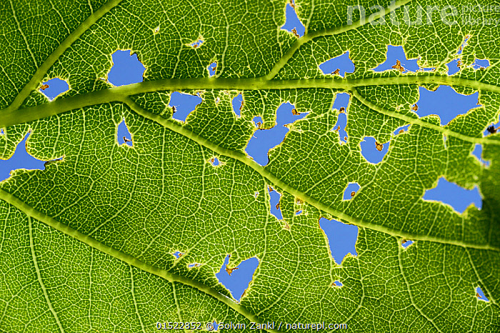 Stock photo of English oak tree tree leaf (Quercus) with sections eaten ...