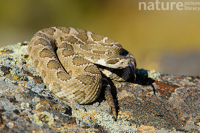 Stock photo of Western rattlesnake (Crotalus viridis oreganus) Grant ...