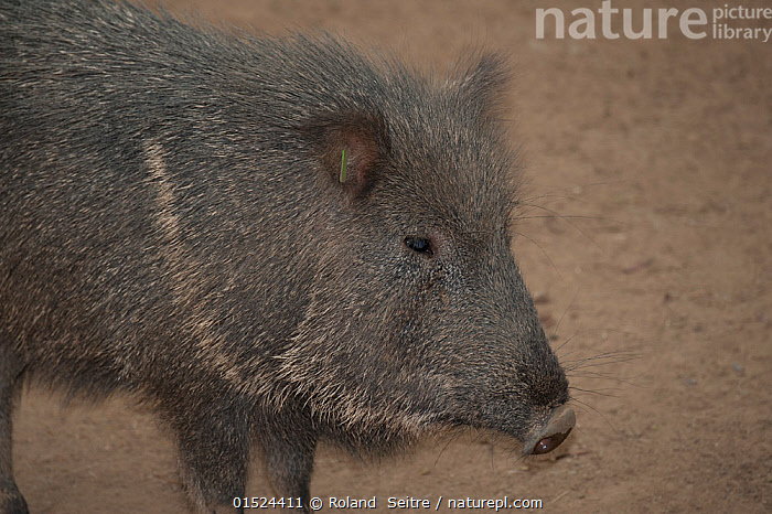 Stock photo of Chacoan peccary Catagonus wagneri captive occurs