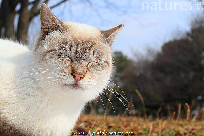 Stock photo of Cat with eyes shut Aichi Prefecture Japan