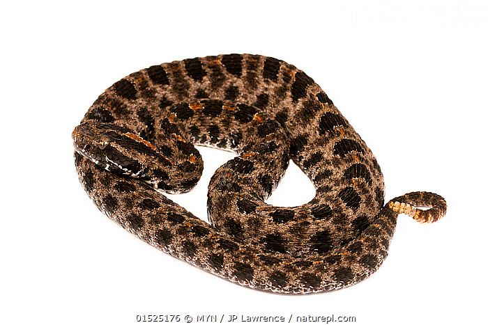 Stock Photo Of Dusky Pygmy Rattlesnake (Sistrurus Miliarius Barbouri ...