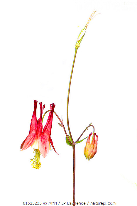 Stock photo of Eastern red columbine (Aquilegia canadensis) flower