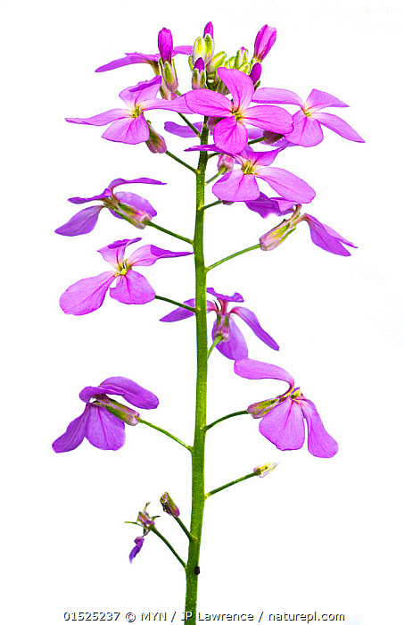 Rocket- di Dame (Hesperis matronalis) - 500 semi