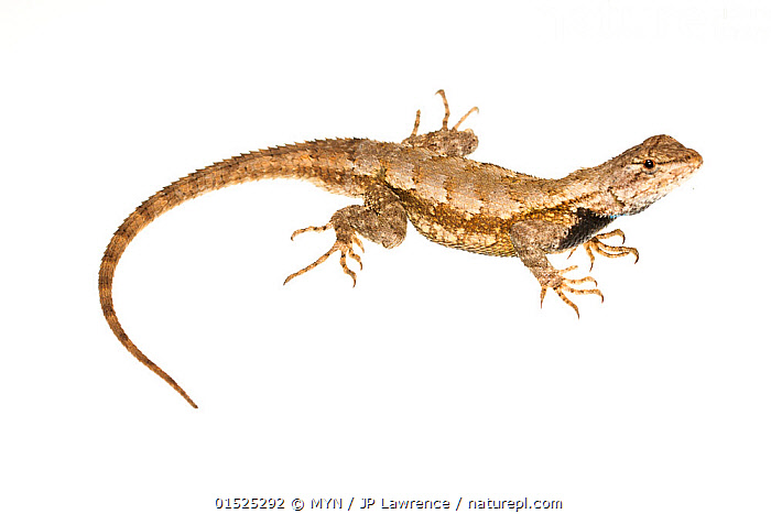 Stock photo of Fence lizard (Sceloporus undulatus hyacinthicus) male ...