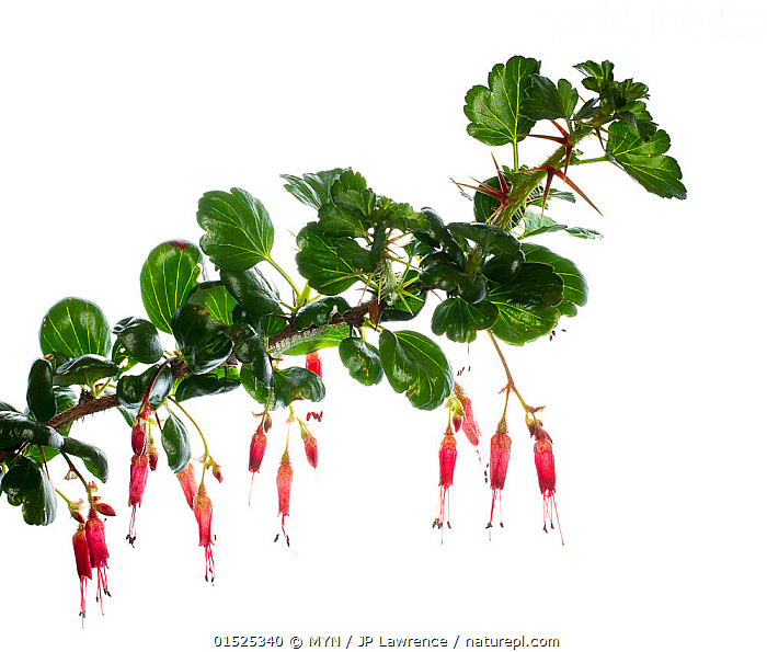 Stock photo of Fuchsia-flowered gooseberry (Ribes speciosum) San Diego ...