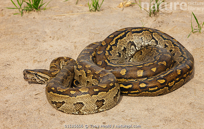 Stock photo of African Rock python (Python sebae) coiled on ground ...