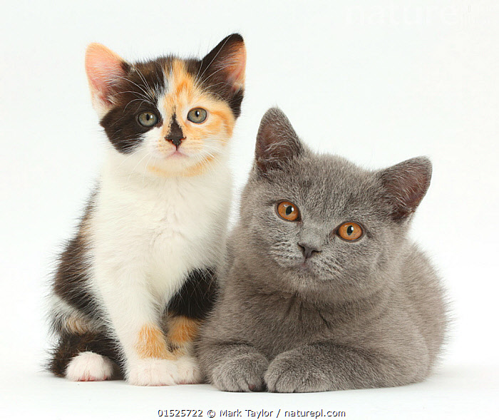 Calico british shorthair store kittens for sale