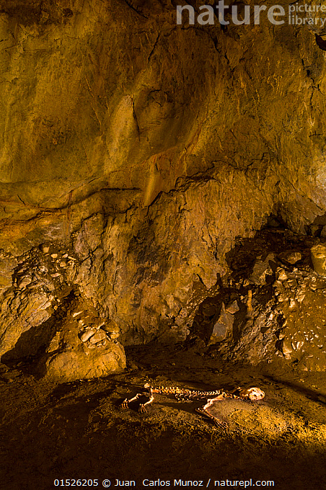 Stock Photo Of European Cave Lion Panthera Leo Spelaea Skeleton In