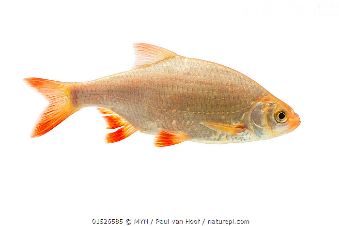 Common Rudd Edible Stock photo of Common Rudd (Scardinius erythrophthalmus) adult, The ...