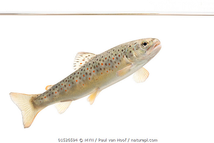 Juvenile brown trout, Salmo trutta, in a zero-flow site on the stream bed