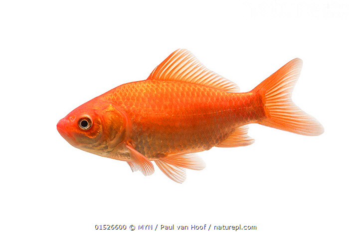 Goldfish (Carassius auratus auratus) adult, The Netherlands, June