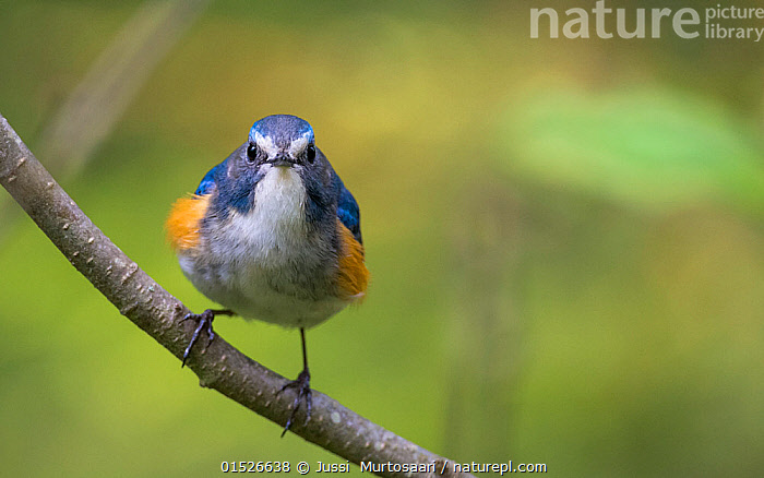 red-flanked-bluetail