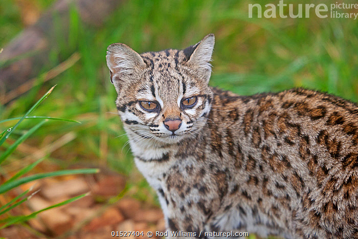 Stock Photo Of Male Oncilla Little Spotted Cat Leopardus Tigrinus Stock Photo Of Male Oncilla Little Spotted Cat Leopardus Tigrinus