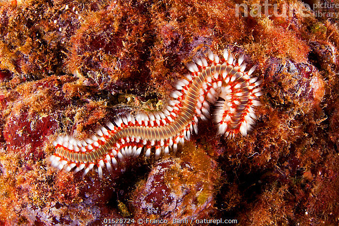 Orange Fireworm Stock photo of Fireworm (Hermodice carunculata), Santa Maria Island ...