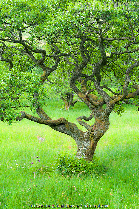Stock photo of Alder tree (Alnus glutinosa) in Upper Glen Finglas, West ...