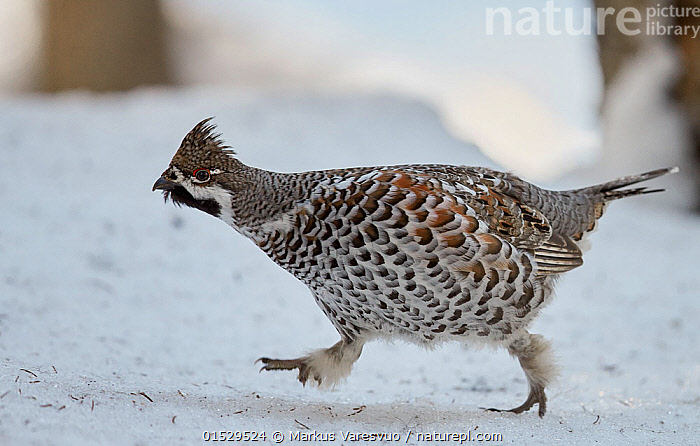 Stock photo of Male Hazel grouse (Tetrastes / Bonasa bonasia