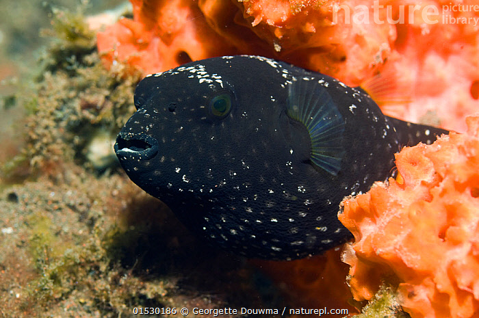 Stock photo of Mappa puffer (Arothron mappa), juvenile. Bali, Indonesia ...