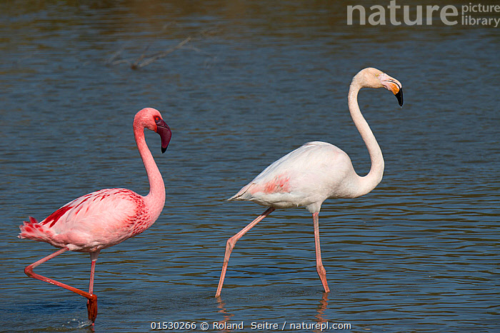 Stock Photo Of Phoenicopterus Minor Greater Flamingo Phoenicopterus Stock Photo Of Phoenicopterus Minor Greater Flamingo Phoenicopterus