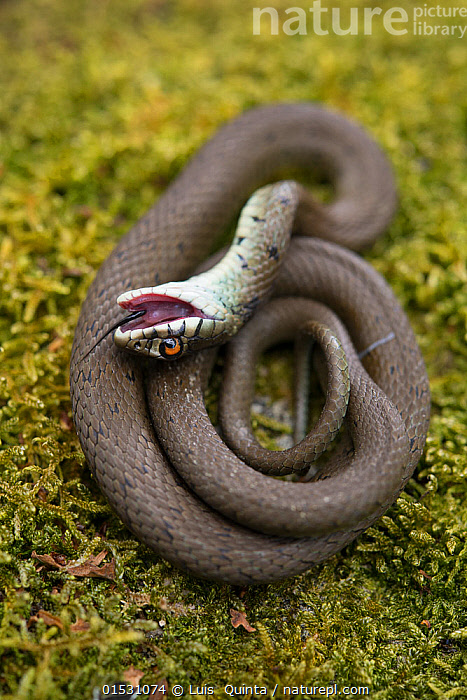 Stock photo of Grass snake (Natrix natrix) juvenile playing dead