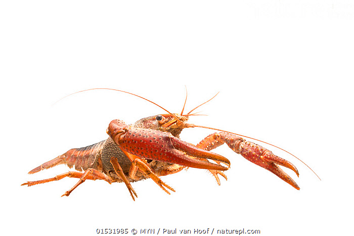 Stock photo of White river crayfish (Procambarus acutus) adult, The  Netherlands, May…. Available for sale on