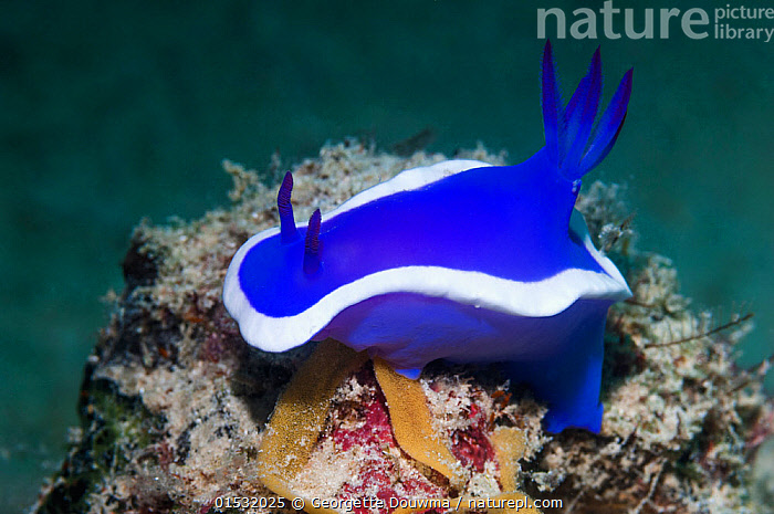 Stock photo of Nudibranch (Hypselodoris bullockii) with a ribbon of ...