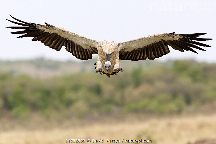 Stock photo of Ruppell's griffon vulture (Gyps rueppellii) flying in to ...