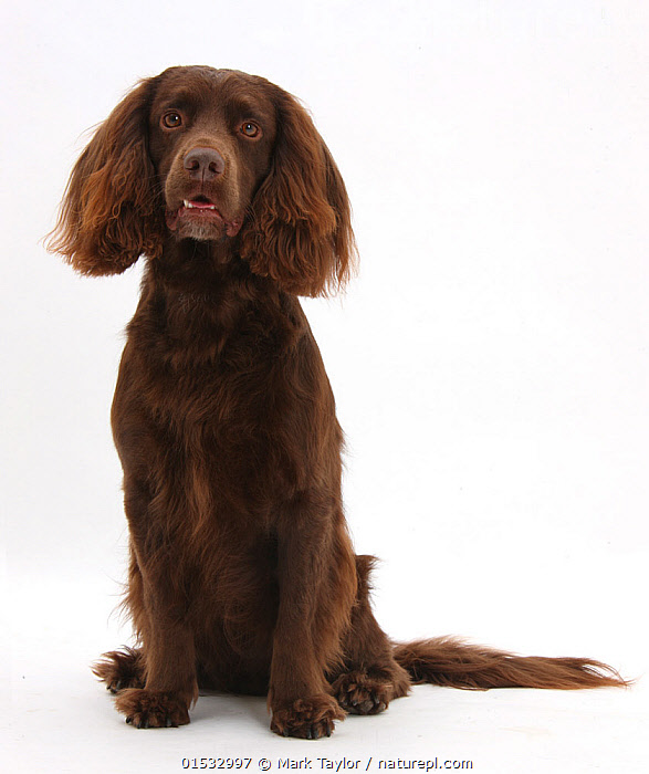 Chocolate and tan working cocker spaniel best sale