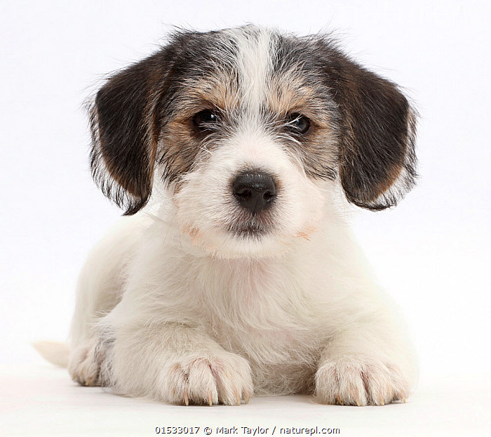 Bichon jack russell hot sale puppies for sale