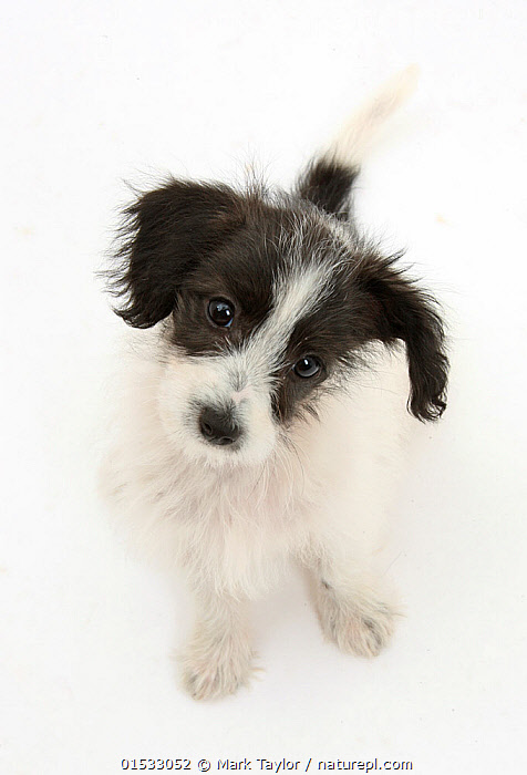 black jack russell terrier mix puppies