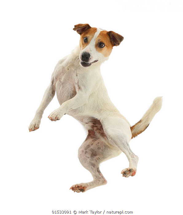 Stock photo of Jack Russell Terrier, Milo, age 5 years, leaping high in ...