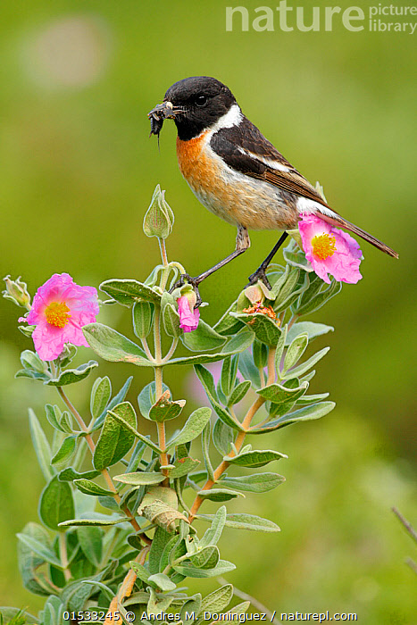Stock photo of Common stonechat (Saxicola torquata) with prey on ...