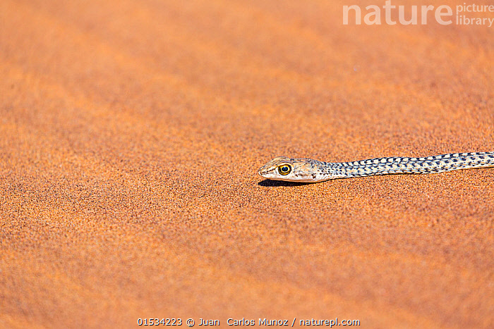 Sand Serpents