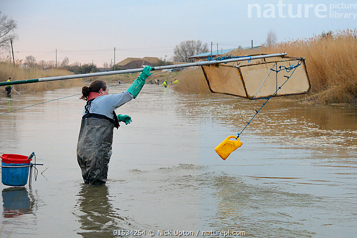 Stock photo of Anna Carey fishing under license with a legally sized dip net  for young…. Available for sale on
