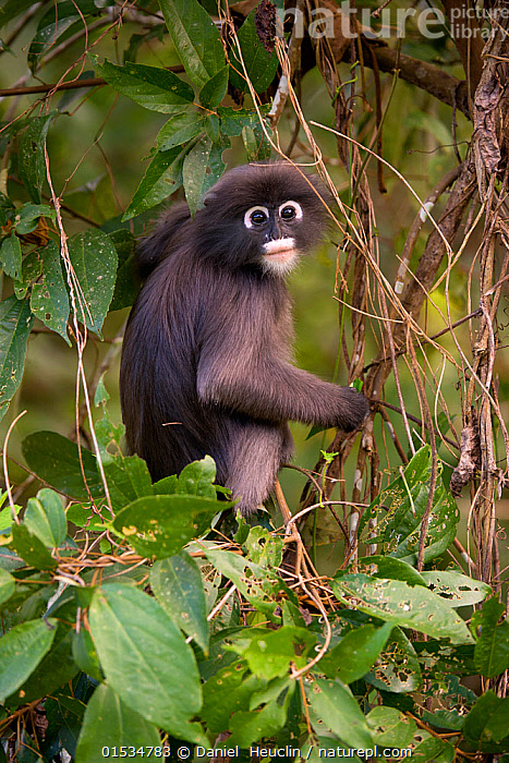 Stock photo of Dusky leaf monkey (Trachypithecus obscurus) in tree