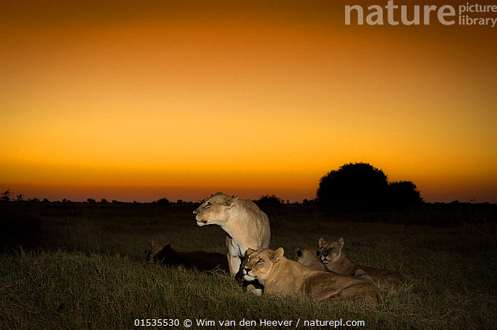 Stock photo of Pride of Lions (Panthera leo) on termite mound at sunset ...