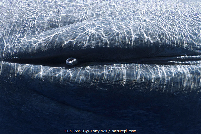 blue whale organs