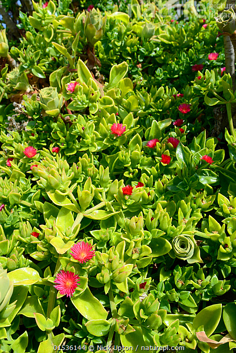 Red Apple Ice Plant